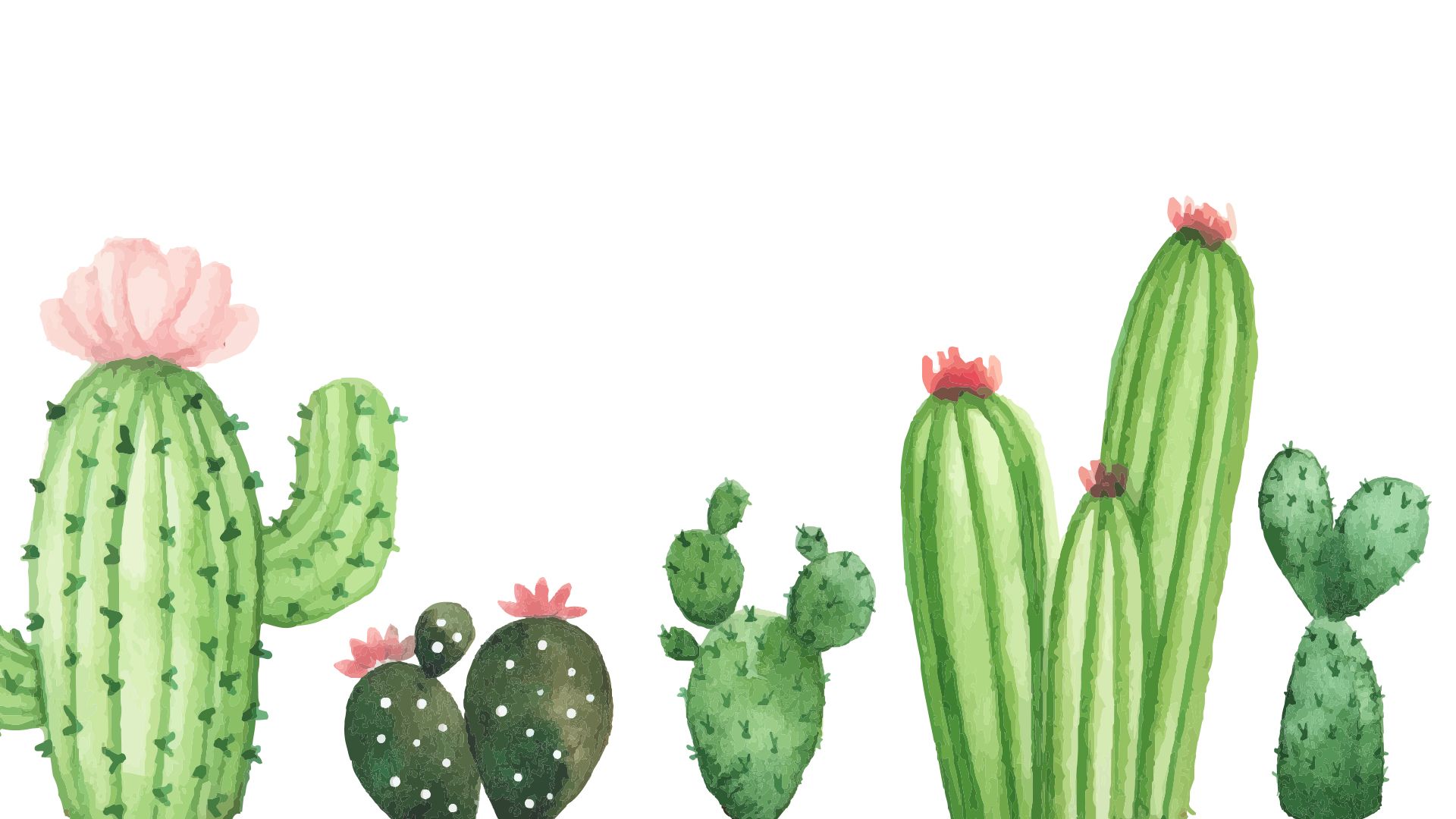 cactuses